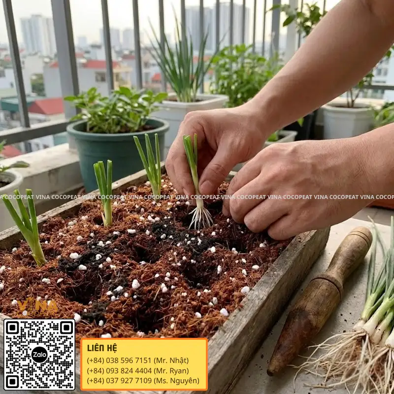 Trồng hành lá trong khay mụn dừa trên ban công tại nhà