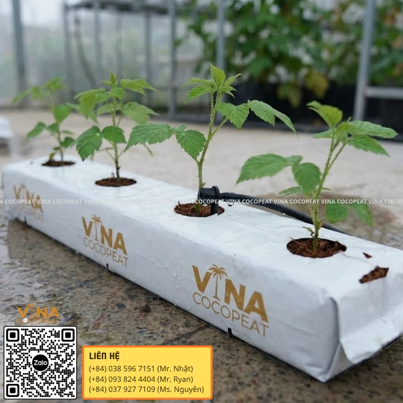 Bố trí cây mâm xôi non trên Grow Bag xơ dừa trong nhà kính