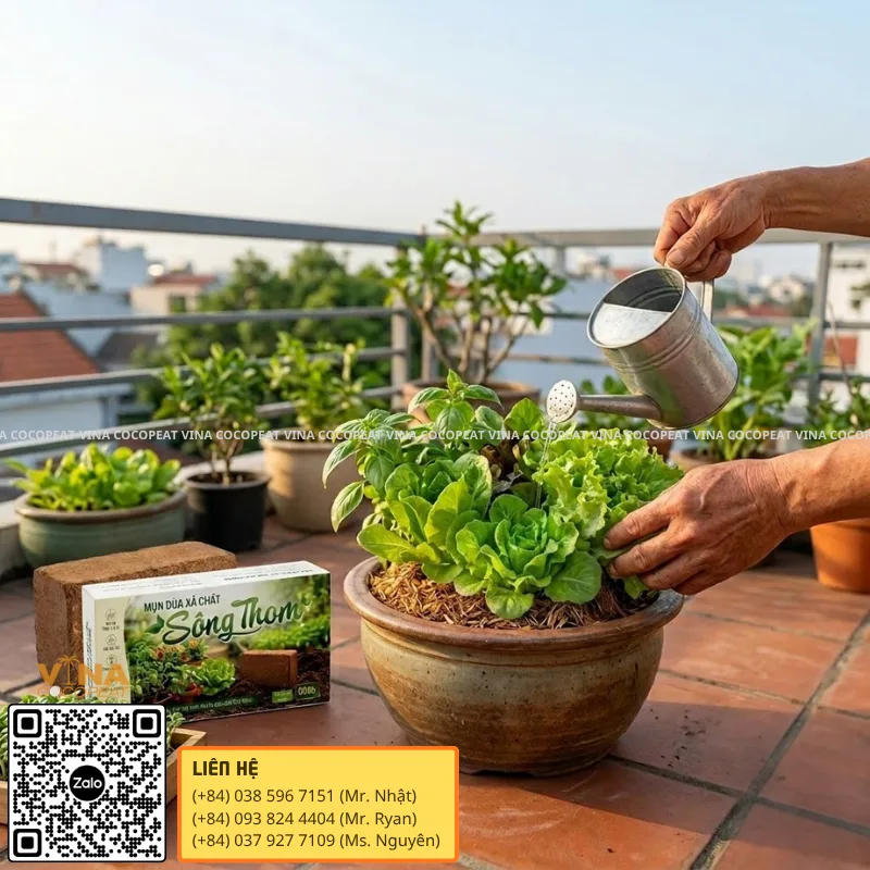 Tưới rau trong chậu sử dụng giá thể mụn dừa Sông Thom giữ ẩm