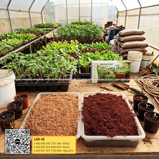 Mụn dừa thô và mụn dừa xả chát Sông Thom đặt cạnh nhau tại vườn ươm cây giống