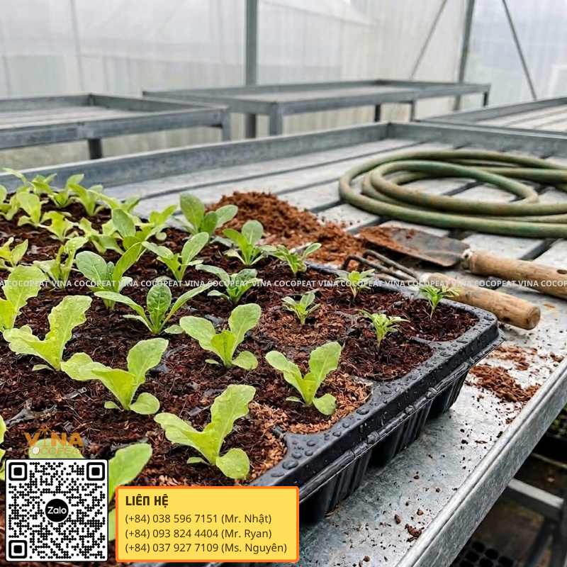 Giá thể mụn dừa trồng rau ăn lá trong khay ươm tại nhà kính