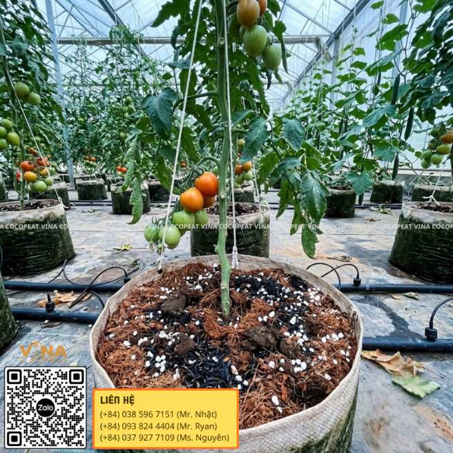 Giá thể mụn dừa trồng cà chua và rau thân leo trong nhà kính