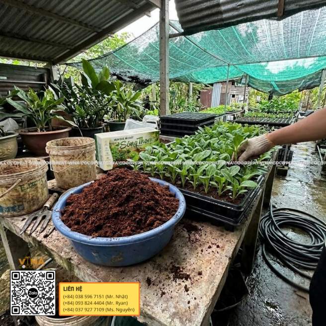 Giá thể mụn dừa Sông Thom giữ ẩm và tạo độ thoáng cho cây giống phát triển rễ