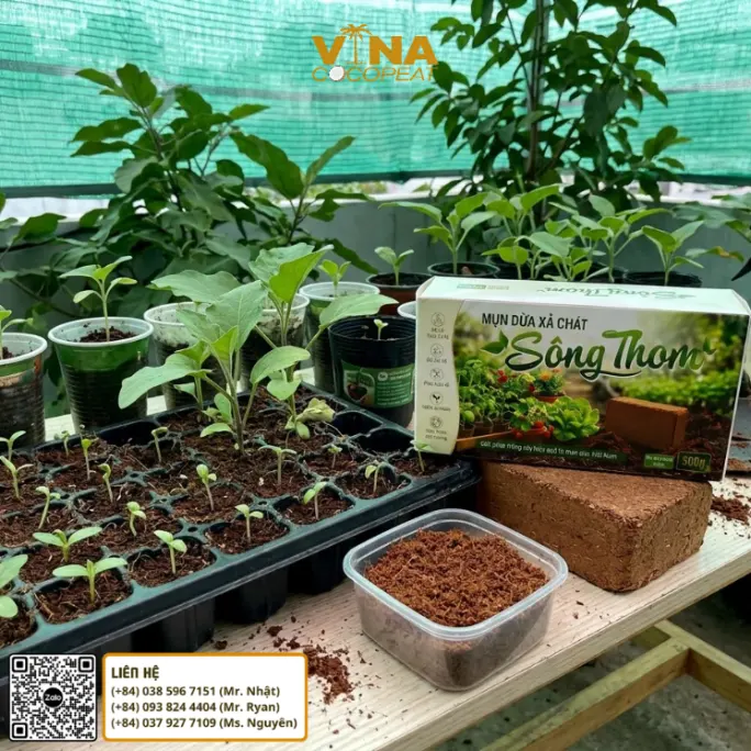 Ươm cây cà tím con bằng mụn dừa xả chát Sông Thom trong khay ươm