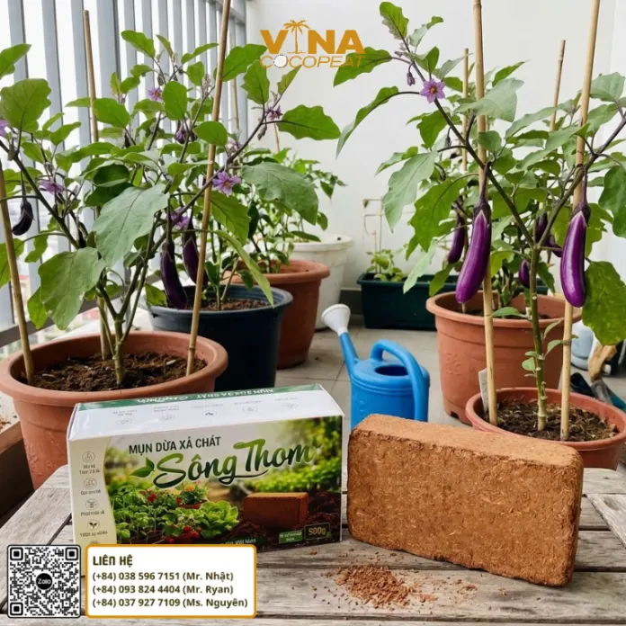 Cà tím trồng trong chậu có cọc hỗ trợ trên ban công bằng giá thể mụn dừa
