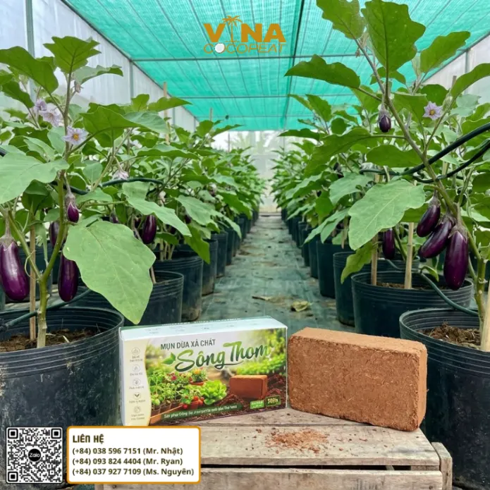 Mụn dừa xả chát Sông Thom làm giá thể trồng cà tím trong nhà màng
