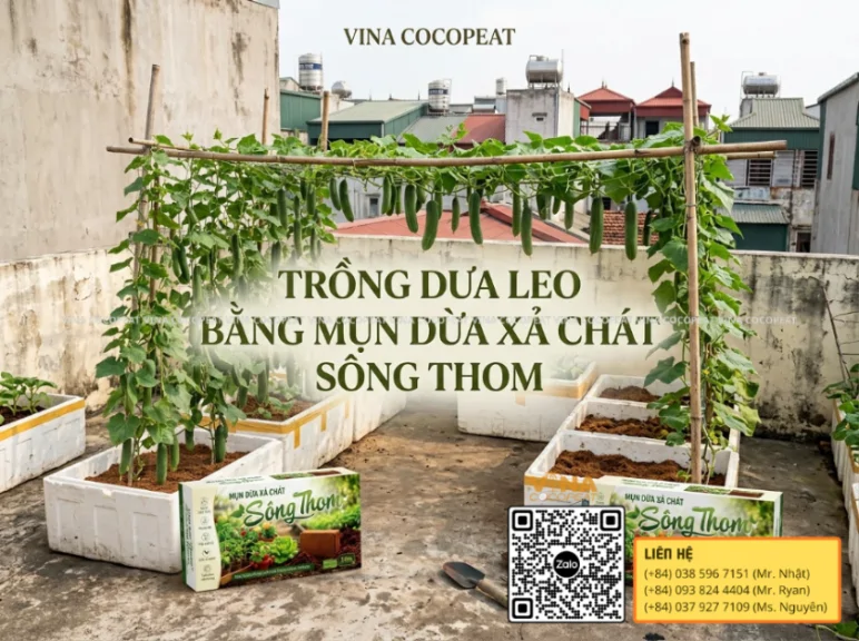 Cách trồng dưa leo bằng Mụn dừa xả chát Sông Thom trên sân thượng giúp cây phát triển khỏe và sai trĩu quả