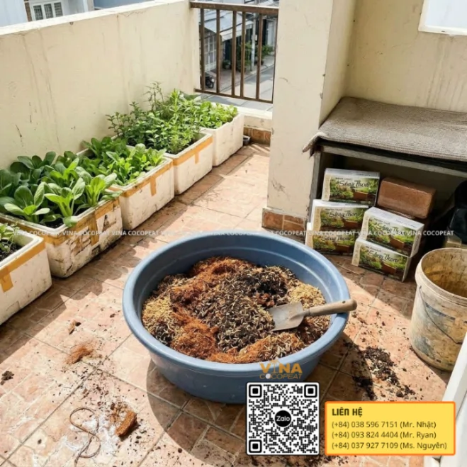 Mụn dừa Sông Thom đã làm nở và đánh tơi để chuẩn bị giá thể trồng cải thìa tại sân nhà