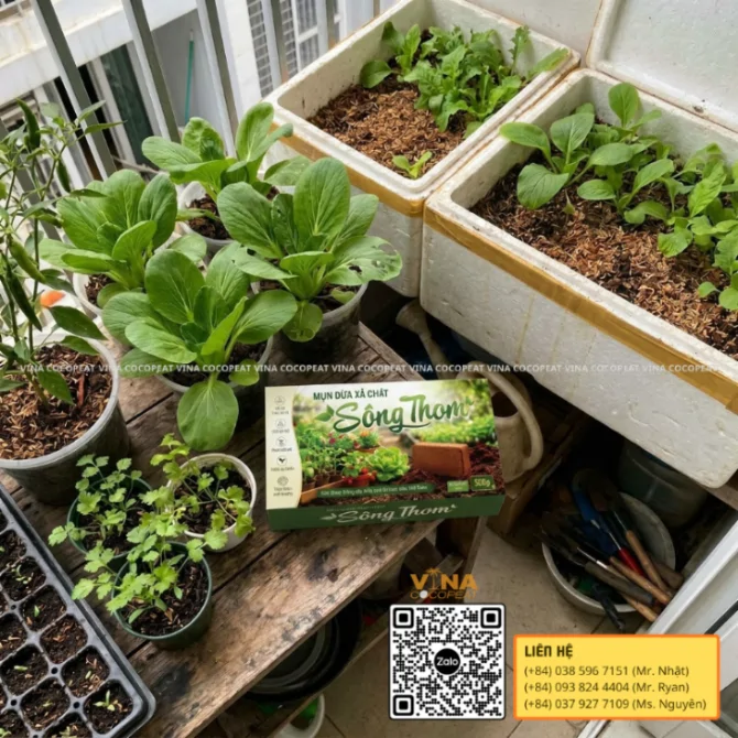 Khay ươm cây cải thìa và mụn dừa Sông Thom dùng làm giá thể cho cây con trên ban công