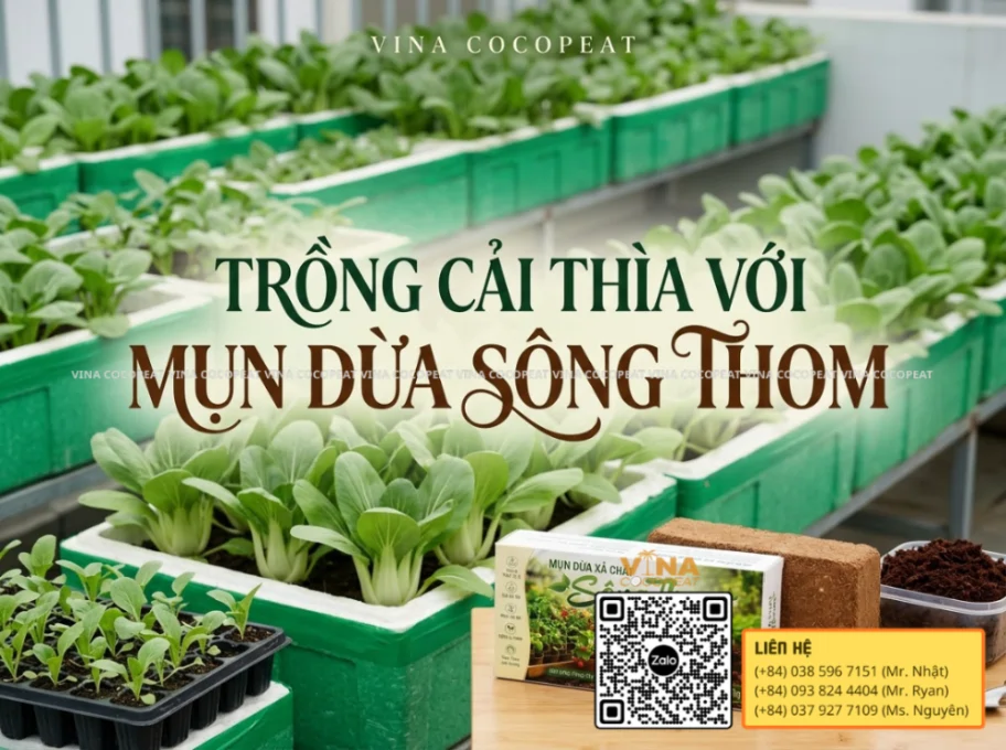Trồng cải thìa với mụn dừa xả chát Sông Thom tại vườn rau sân thượng gia đình