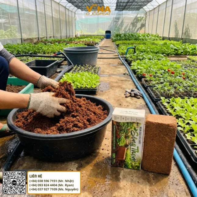 Đánh tơi viên nén mụn dừa Sông Thom 500g sau khi cấp nước để chuẩn bị giá thể trồng rau