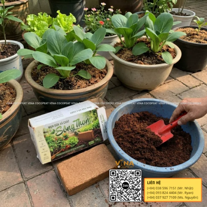 Phối trộn mụn dừa xả chát Sông Thom với giá thể để trồng cải thìa và rau sạch tại nhà