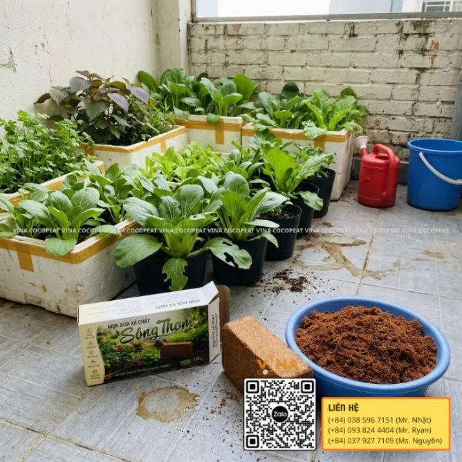 Trồng cải thìa trong thùng xốp bằng mụn dừa Sông Thom tại vườn rau sân thượng gia đình
