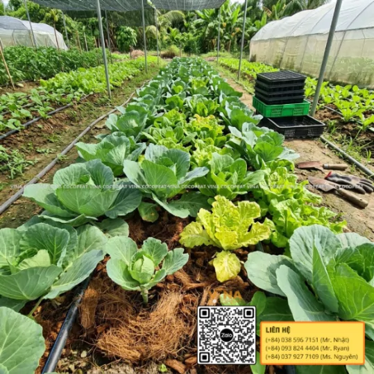 Mụn dừa trồng rau trưởng thành kết hợp hệ thống tưới giúp kiểm soát độ ẩm và độ thoáng của vùng rễ