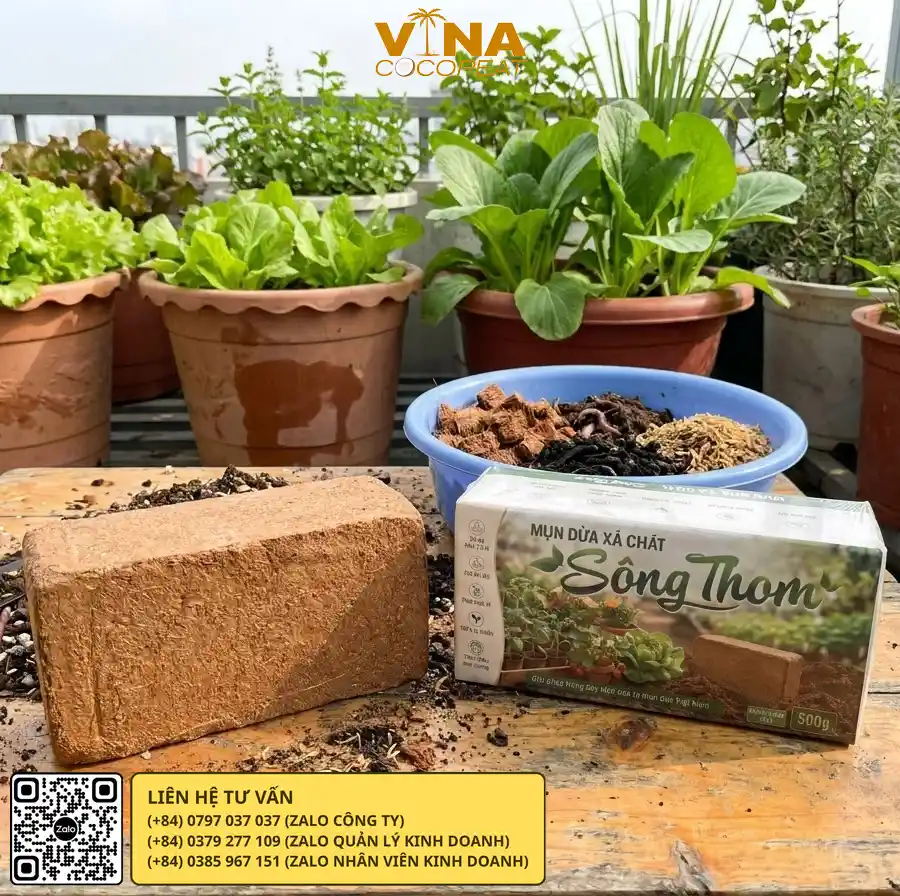 Mụn dừa Sông Thom trồng rau ăn lá và rau gia vị tại nhà
