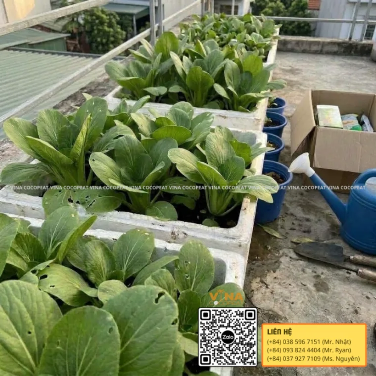 Cải thìa trưởng thành trồng bằng giá thể mụn dừa Sông Thom trên sân thượng trước thời điểm thu hoạch