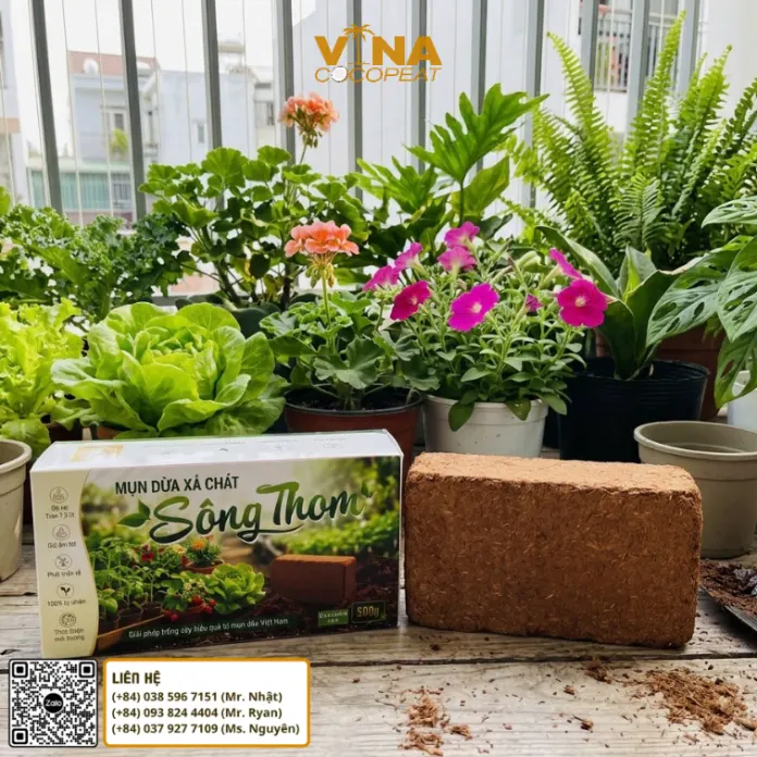Cách ngâm viên nén mụn dừa Sông Thom 500g với nước để làm nở và chuẩn bị giá thể trồng cây