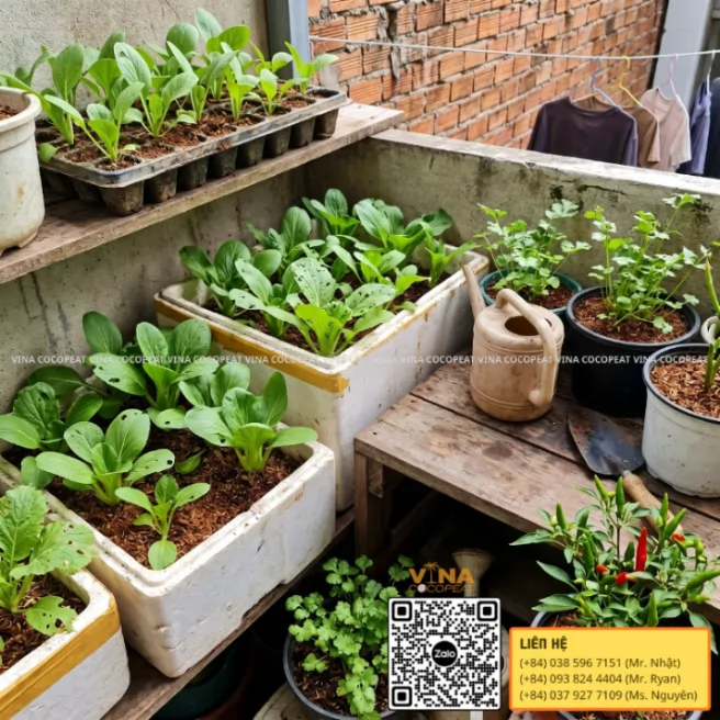 Vườn cải thìa trồng bằng mụn dừa Sông Thom trong thùng xốp và chậu tại ban công nhà phố
