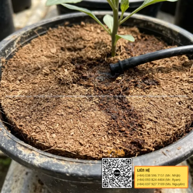 Mụn dừa trong chậu bị nén và chai bề mặt quanh hệ thống tưới nhỏ giọt sau nhiều lần tưới