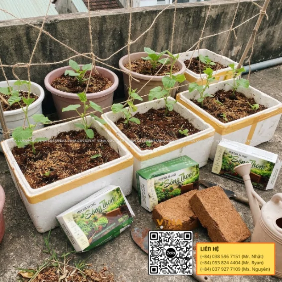 Cây dưa leo con trồng trong thùng xốp bằng giá thể mụn dừa và làm giàn trên sân thượng