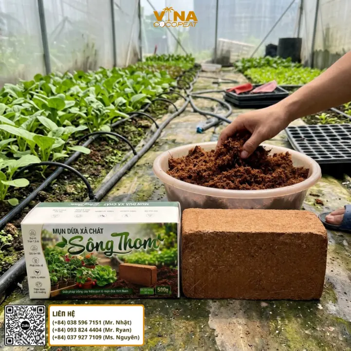 Mụn dừa xả chát Sông Thom dùng làm giá thể gieo hạt và ươm cây con trong khay tại nhà vườn