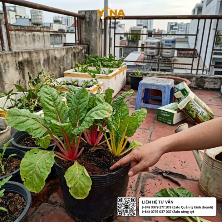 Cải cầu vồng trồng trong chậu nhựa trên sân thượng nhà phố với giá thể mụn dừa Sông Thom tơi xốp và cuống lá nhiều màu