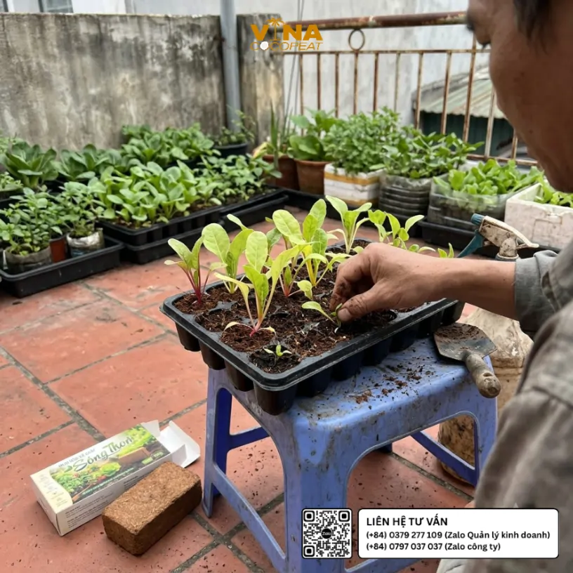 Kiểm tra giá thể mụn dừa xả chát Sông Thom và khoảng cách các chậu cải cầu vồng trên sân thượng để duy trì độ thoáng