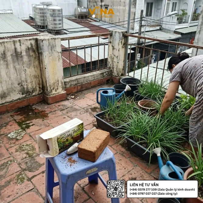 Vườn hẹ trong khay nhựa trên sân thượng nhà phố Việt Nam, sử dụng mụn dừa Sông Thom làm thành phần giá thể