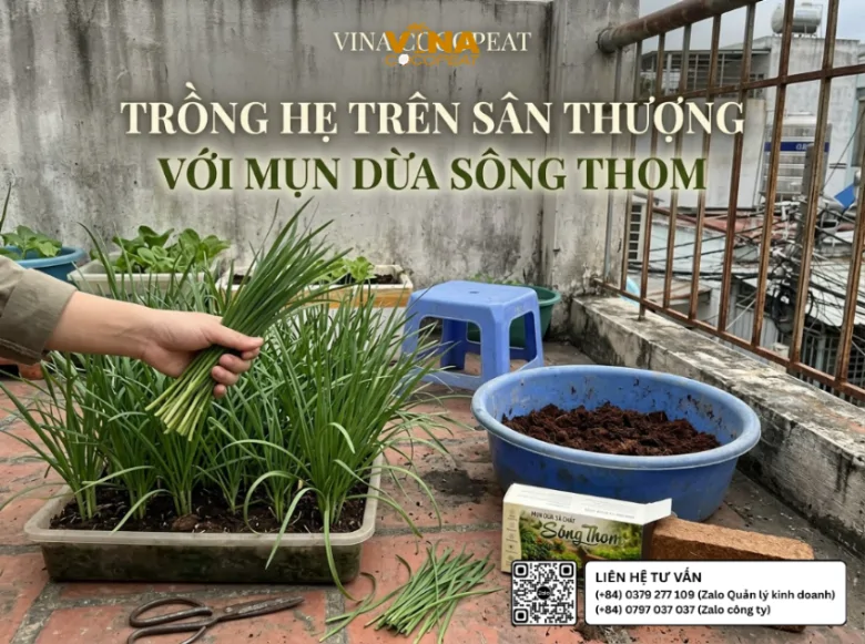 Trồng hẹ trên sân thượng bằng mụn dừa xả chát Sông Thom 500g, khay hẹ xanh tốt và giá thể mụn dừa đã xử lý