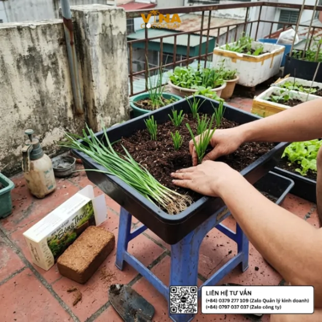 Trồng hẹ bằng gốc giống trong khay nhựa chứa giá thể mụn dừa Sông Thom trên sân thượng nhà phố