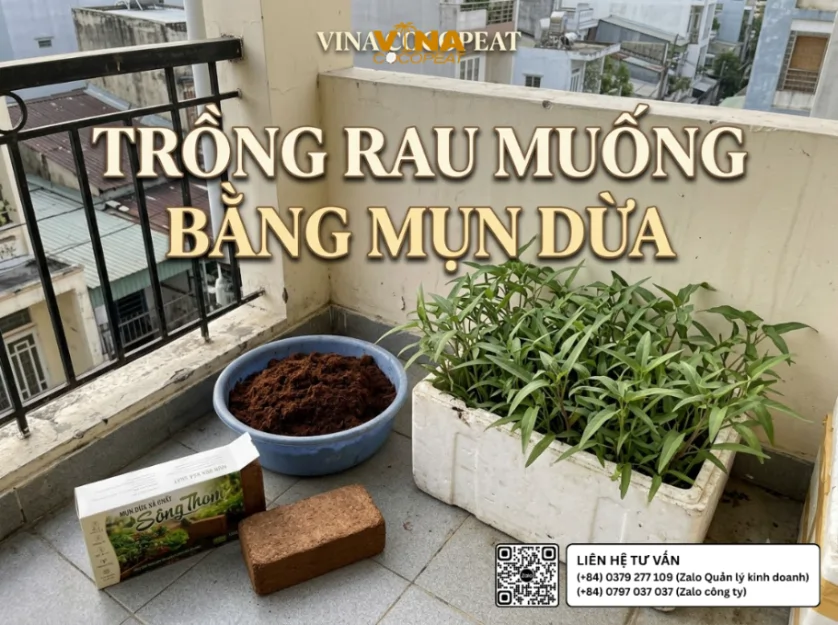 Trồng rau muống bằng mụn dừa xả chát Sông Thom 500g trong thùng xốp trên ban công, hướng dẫn chuẩn bị giá thể và chăm sóc rau tại nhà
