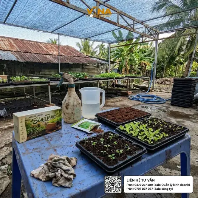 Các khay ươm hạt và cây rau non trên giá thể mụn dừa Sông Thom 500g tại khu vực vườn ươm cây giống Việt Nam