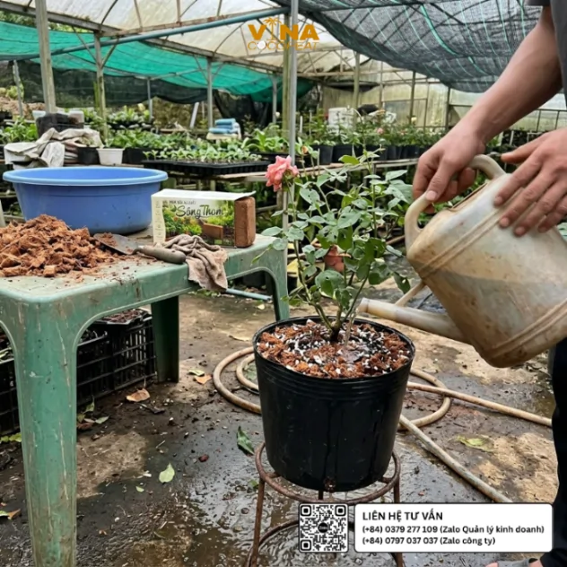 Tưới nước cho chậu hoa hồng trồng bằng giá thể mụn dừa Sông Thom phối trộn perlite và trấu hun tại nhà vườn hoa