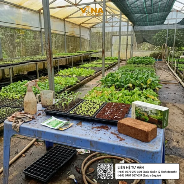Khay ươm rau cải và cây giống sử dụng giá thể mụn dừa đã qua xử lý Sông Thom 500g trong nhà màng trồng rau