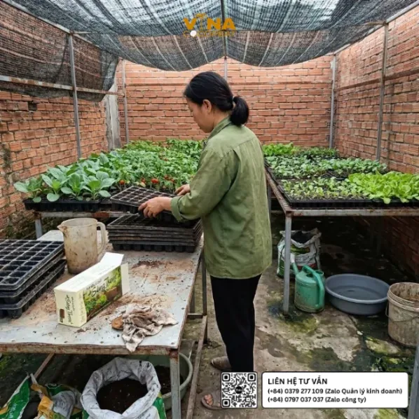 Người làm vườn chuẩn bị khay gieo ươm và viên nén mụn dừa xả chát Sông Thom 500g tại vườn ươm rau giống ở Việt Nam