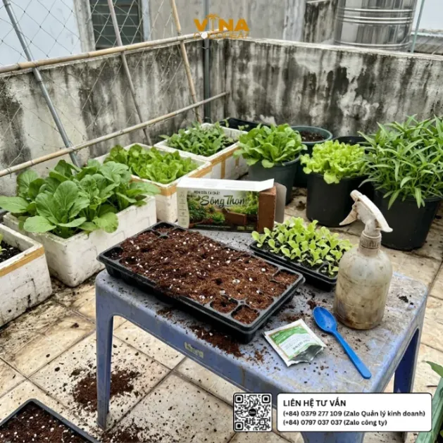 Viên mụn dừa ép khối Sông Thom 500g đặt cạnh khay ươm rau cải và giá thể đã chuẩn bị tại sân thượng trồng rau