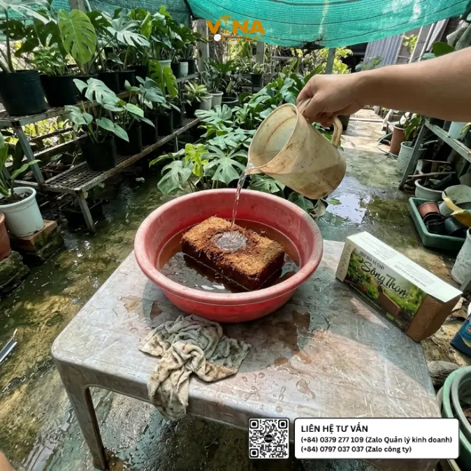 Người làm vườn đổ nước vào viên nén mụn dừa xả chát Sông Thom 500g trong thau nhựa để làm nở giá thể
