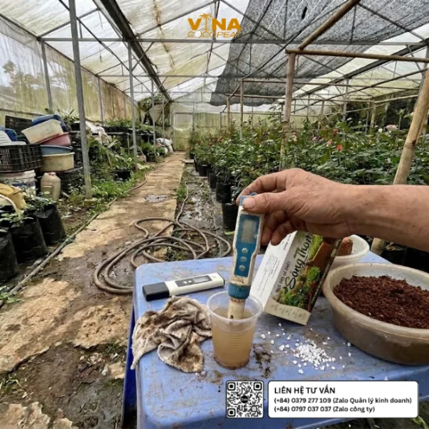 Kiểm tra EC của mụn dừa xả chát Sông Thom 500g bằng bút đo điện dẫn tại nhà vườn trồng hoa hồng