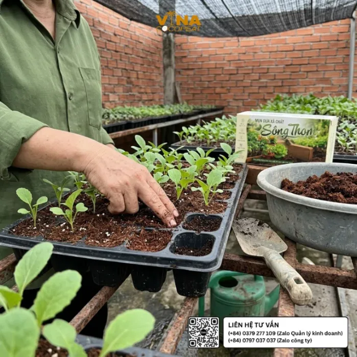Kiểm tra độ ẩm giá thể mụn dừa Sông Thom trong khay ươm cây con, giúp người trồng điều chỉnh nước tưới cho cây giống