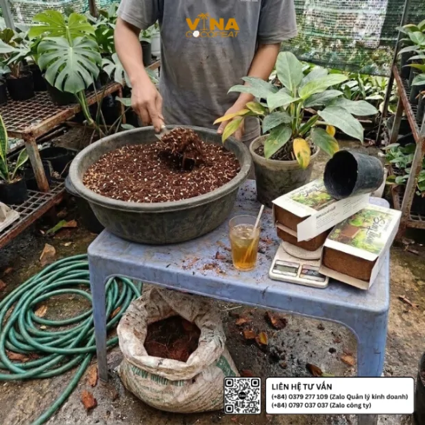 Người làm vườn phối trộn mụn dừa Sông Thom với perlite và vật liệu hữu cơ trong thau nhựa tại nhà vườn kiểng lá