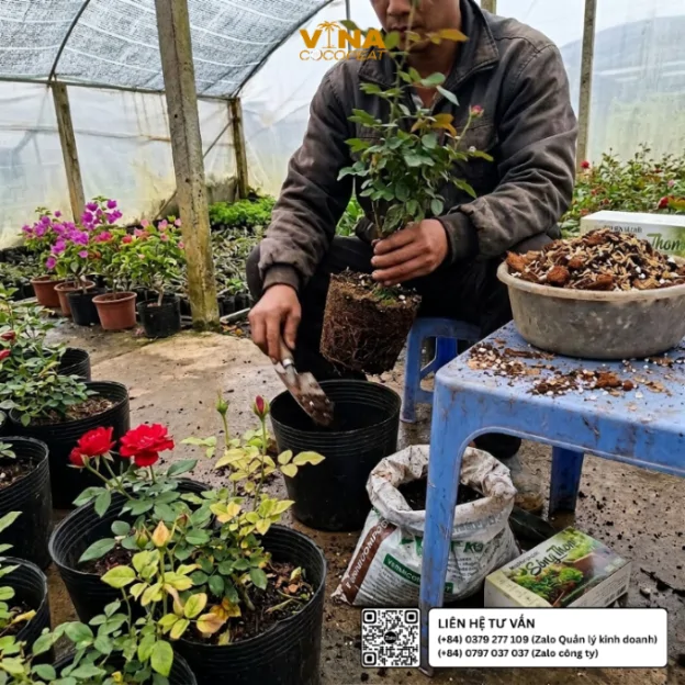 Người làm vườn thay chậu hoa hồng bằng hỗn hợp mụn dừa xả chát Sông Thom, perlite và trấu hun trong nhà lưới trồng hoa