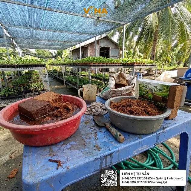 Mụn dừa đã xử lý Sông Thom và khối mụn dừa nén đang hút nước trong thau, minh họa giai đoạn chuẩn bị giá thể tại nhà vườn