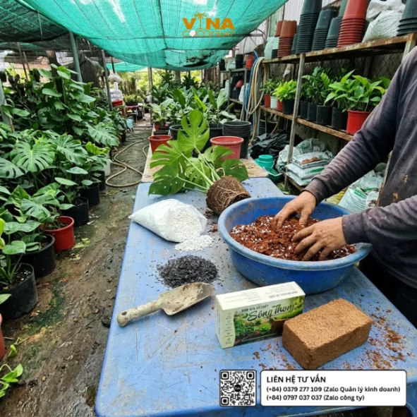 Trộn mụn dừa xả chát Sông Thom 500g với perlite trong thau nhựa để chuẩn bị giá thể trồng Monstera và Philodendron