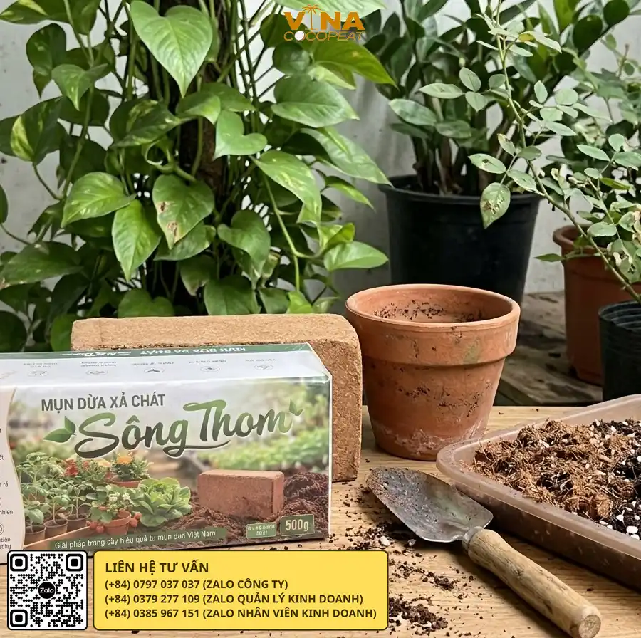 Mụn dừa xả chát Sông Thom dùng phối trộn giá thể trồng rau ăn lá và rau gia vị