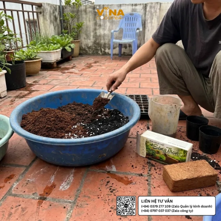 Chăm sóc cải cầu vồng trưởng thành trong chậu bằng giá thể mụn dừa Sông Thom, kiểm tra độ ẩm và cuống lá đỏ vàng