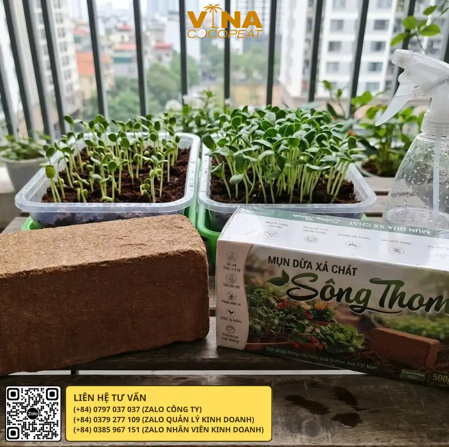 Trồng rau mầm bằng giá thể mụn dừa Sông Thom trong khay tại nhà