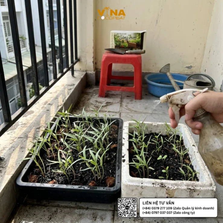 Tưới phun sương cho cây rau muống con trong khay và thùng xốp sử dụng giá thể mụn dừa Sông Thom 500g