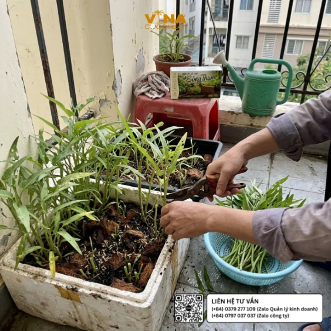 Thu hoạch rau muống trồng trong thùng xốp bằng giá thể mụn dừa xả chát Sông Thom tại ban công nhà phố