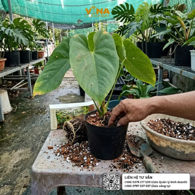 Người làm vườn bổ sung hỗn hợp mụn dừa xả chát và vật liệu tạo thoáng vào chậu Anthurium tại nhà vườn Việt Nam