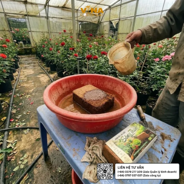 Người làm vườn cấp nước vào viên nén mụn dừa Sông Thom 500g trong thau nhựa để làm nở giá thể tại nhà vườn hoa Đà Lạt